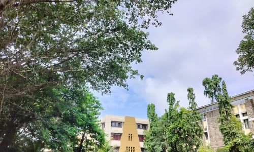 独活中药的功效与作用-【独活药效与作用】独活中药功效与主治 - 独活中药苕药效是什么网